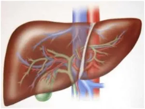 Liver Health Indicator