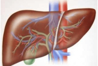 Liver Health Indicator